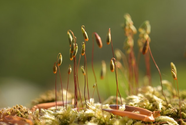 Moossporen am Waldboden