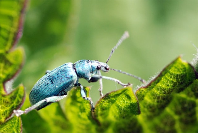 Makro: Grünrüssler auf Wanderschaft