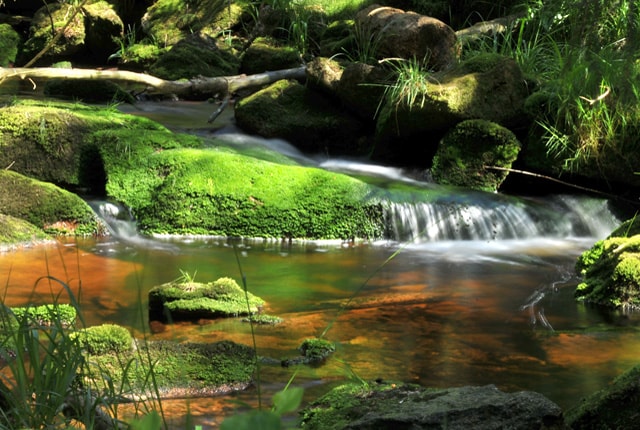 Am Rehberger Graben im Harz